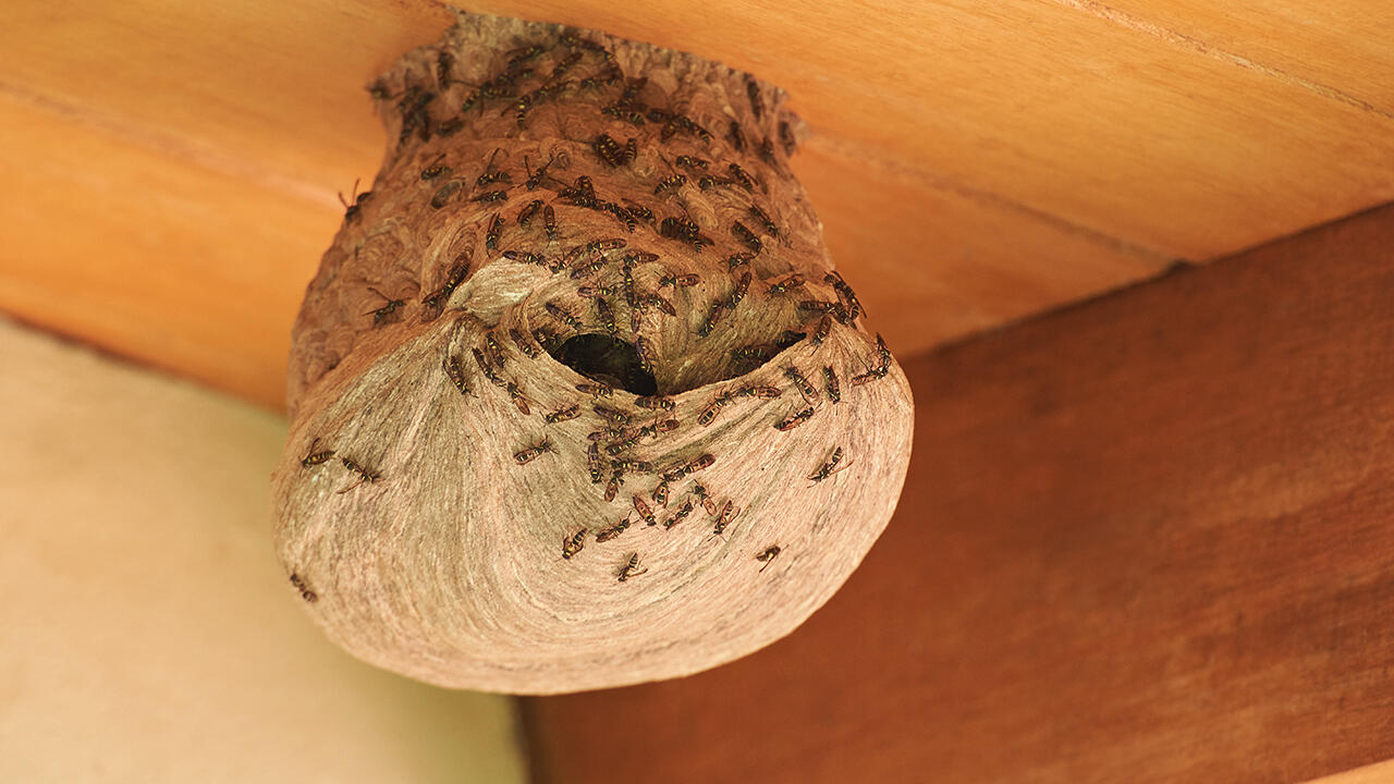 Wespennester im oder am Haus sollten Sie als Laie niemals selbst entfernen.