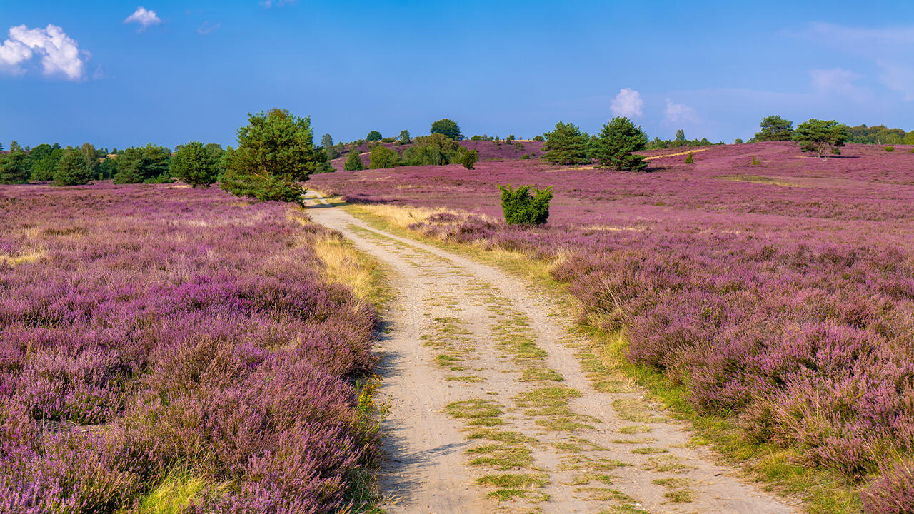 In der Lüneburger Heide blüht es im September wunderschön.