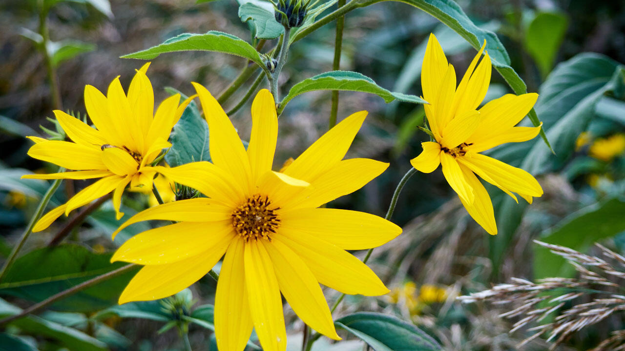 Topinambur: leckere Knolle, schöne Blüte.