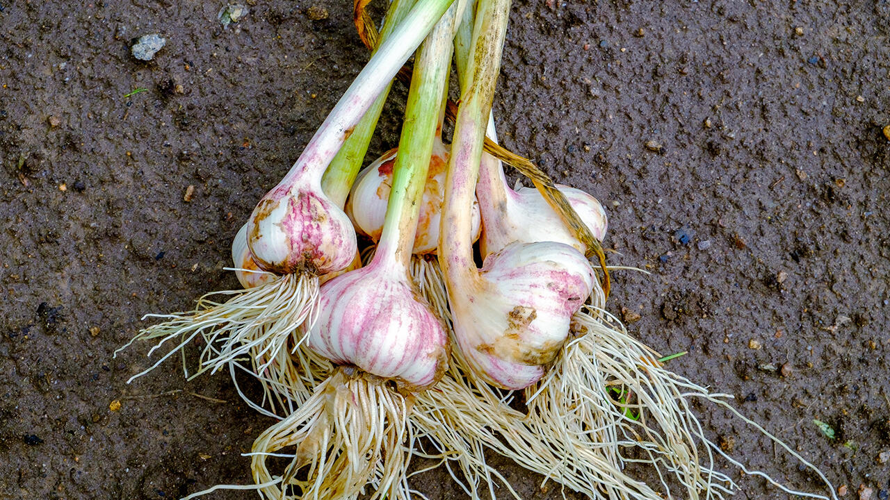 Wer im Herbst Knoblauch pflanzt, kann sich auf eine üppige Ernte im Sommer freuen.