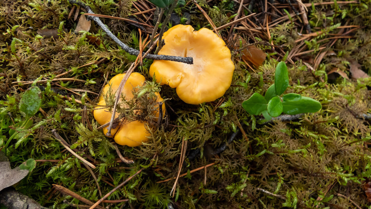 Pfifferlinge wachsen im Wald in der Nähe von Fichten, Buchen, Eichen und Kiefern.