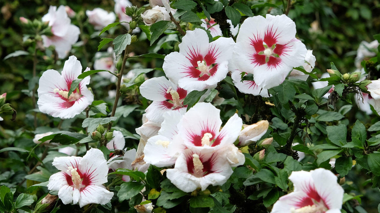 Der Garten-Hibiskus ist frosthart und kann mäßig kalte Winter überstehen.