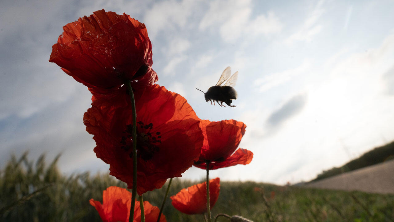 Die Vielfalt der Insekten sinkt.