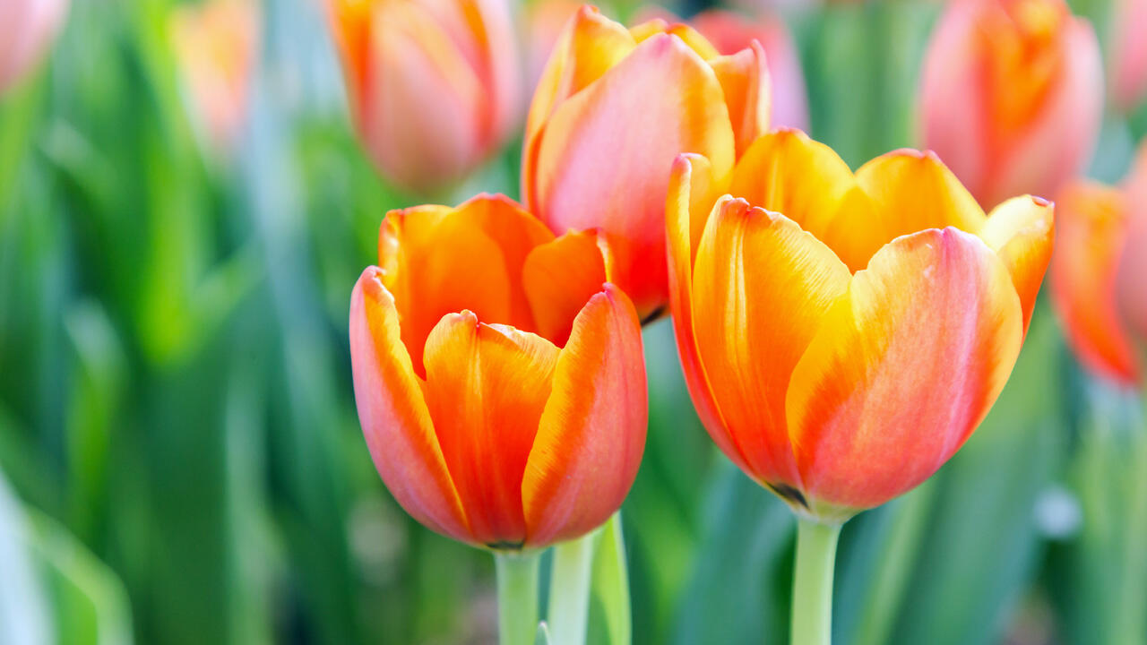 Im späten Herbst gepflanzte Tulpen blühen ab März in vielen prächtigen Farben.