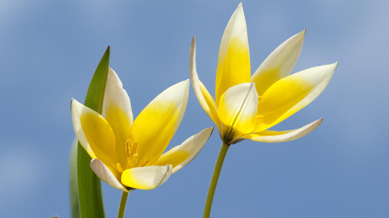 Wildtulpen haben einige Vorteile: Sie verwildern, sind insektenfreundlich – und mit ihren zarten Blütenblättern wunderschön anzusehen.