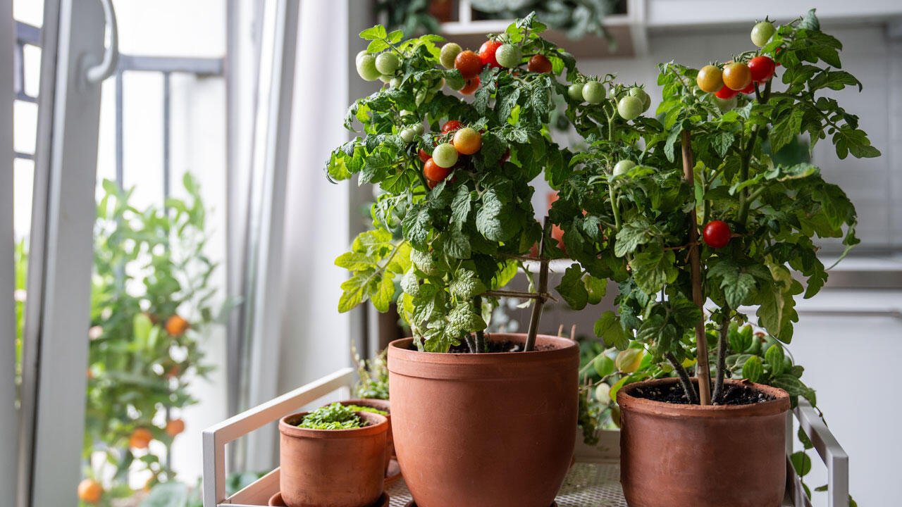 Bei kleinwüchsigen Tomaten kann man versuchen, sie zu überwintern.