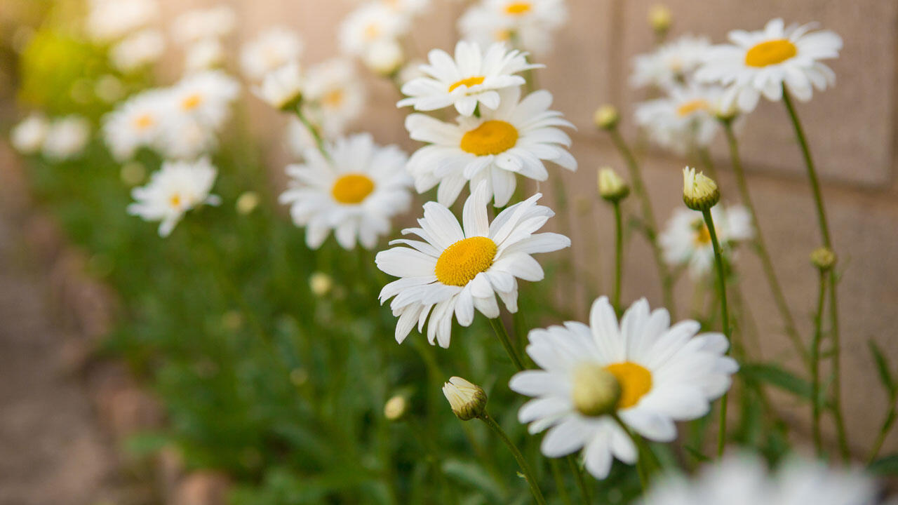 Die Gartenmargerite kommt auch mit Minusgraden klar, die Strauchmargerite benötigt im Winter Schutz.