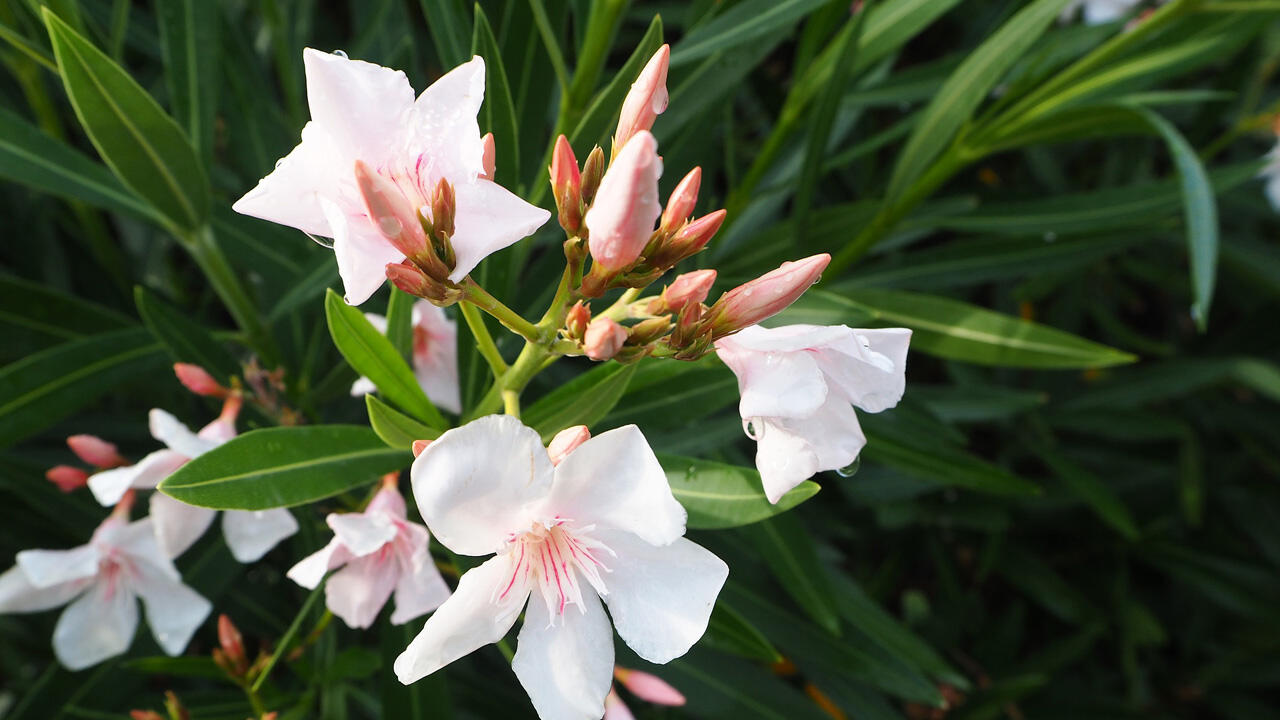 Ab Ende Mai bis lange in den Herbst blüht der Oleander in zarten bis leuchtenden Farben.