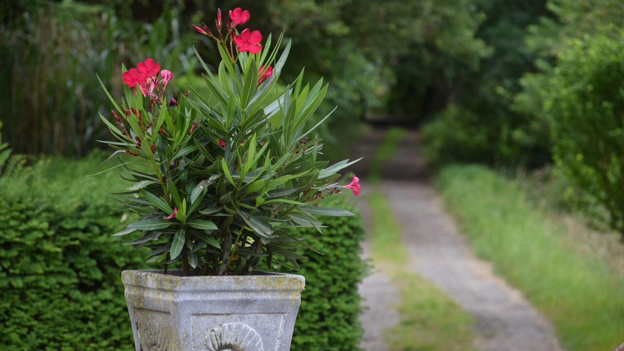 Leichten Frost bis minus Grad kann der Oleander aushalten. 