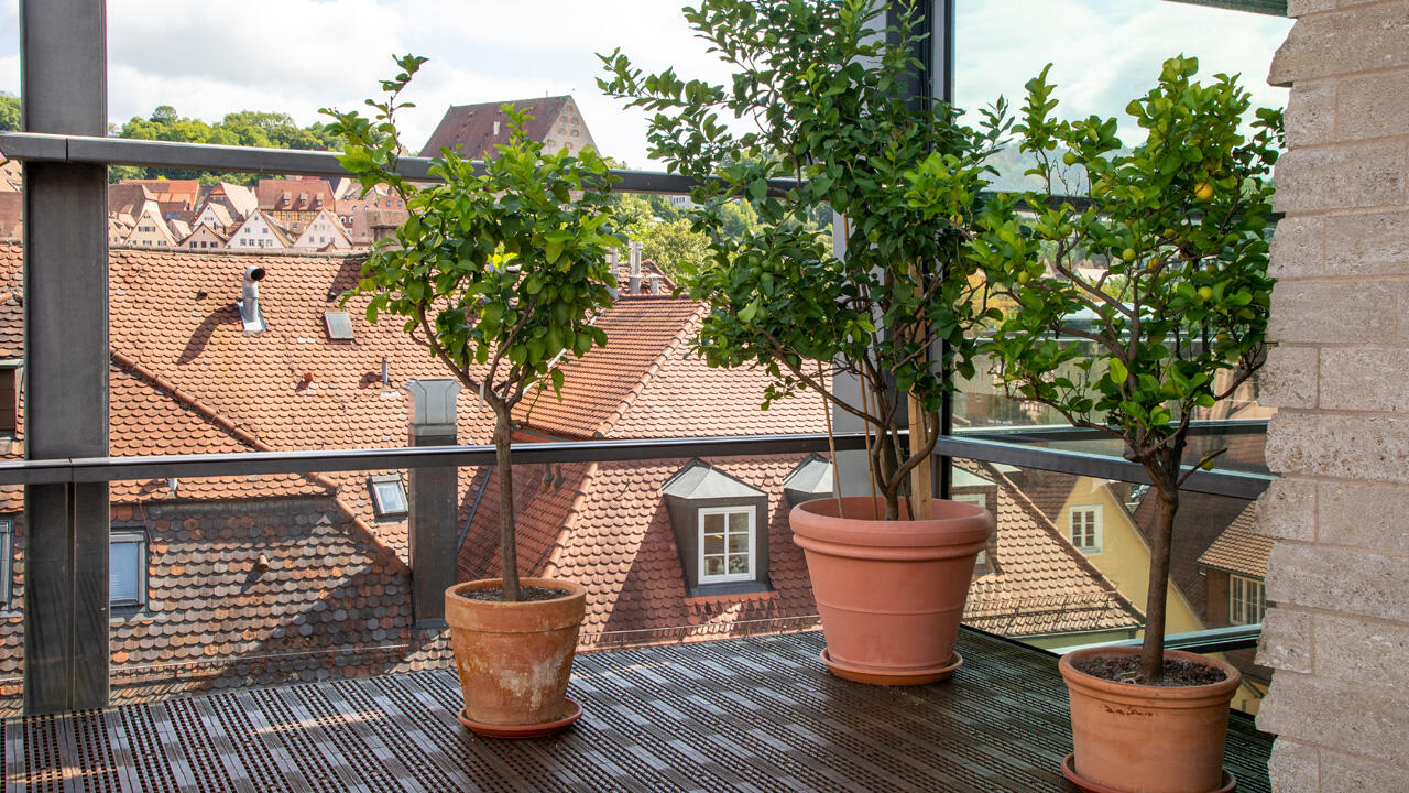 Wenn Zitronenbäume im Wohnzimmer überwintern, brauchen sie viel Licht.