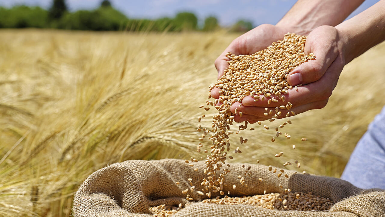 Schimmelpilzgifte sind in der Landwirtschaft ein ungelöstes Problem