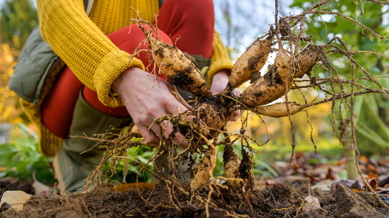 Dahlien sollten im November ausgegraben werden.