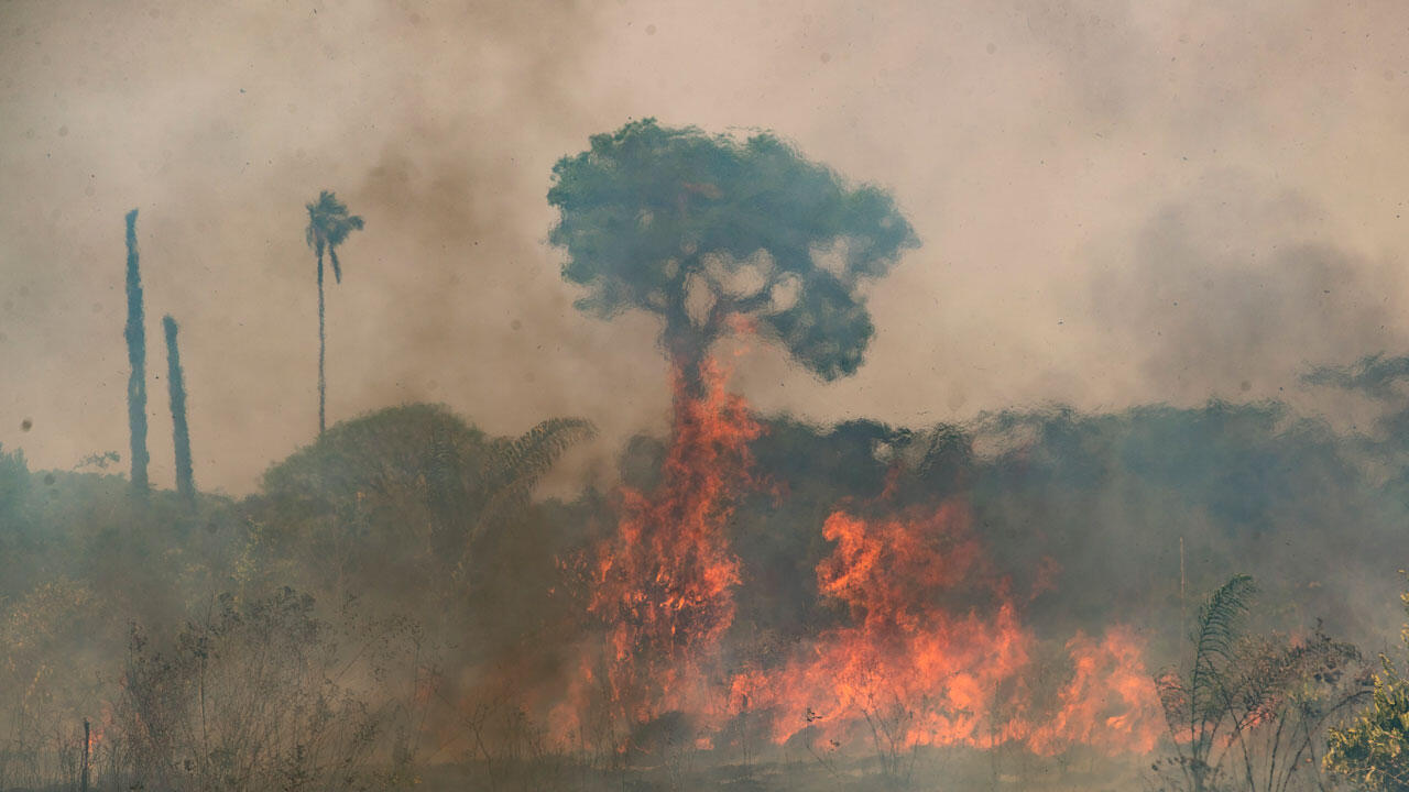 Brasilien, Novo Progresso: Bäume und Sträucher stehen in einem Feld im Amazonas-Regenwald in Flammen.