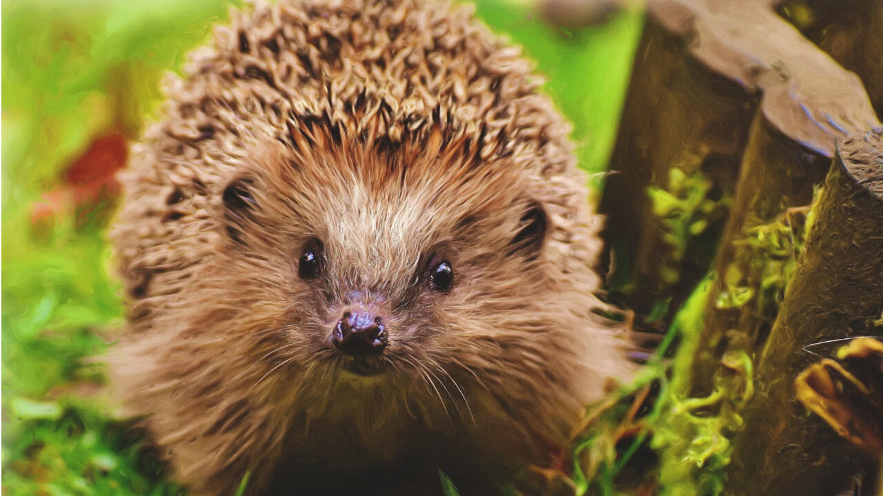 Haben Sie einen Igel entdeckt, sollten Sie ihn nur in Ausnahmefällen füttern – dann mögen die Tiere eiweißreiche Nahrung.