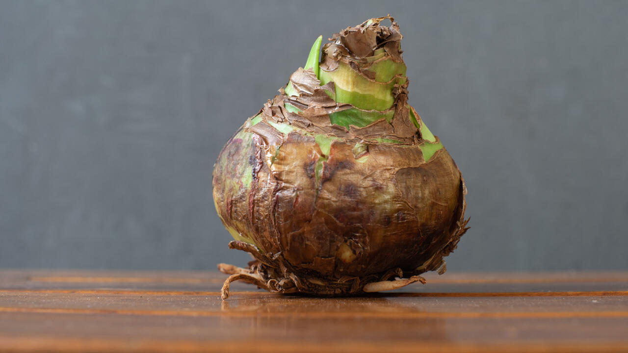 Fast ein kleines Wunder: Die Zwiebel der Amaryllis erwacht jedes Jahr in der Weihnachtszeit wieder zu neuem Leben.