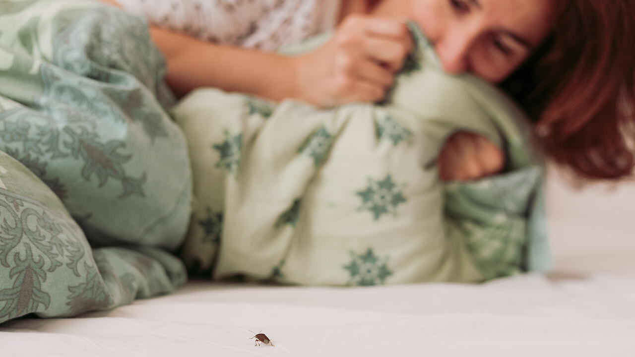 Stinkwanzen suchen im Herbst und Winter Zuflucht in unseren Häusern – dort sorgen sie meistens nicht gerade für Begeisterung.