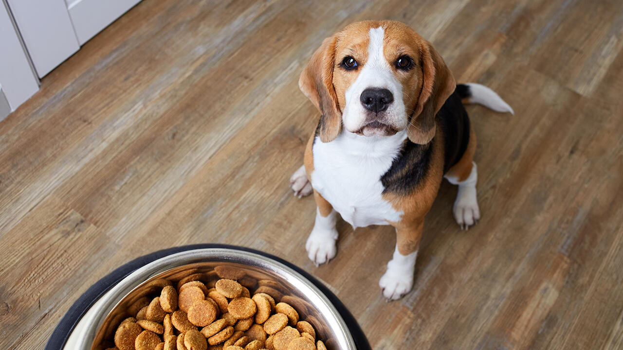 Die Auswahl an Hundetrockenfutter ist groß. Doch welche Marken sind empfehlenswert? Wir haben 25 Hundefutter geprüft.