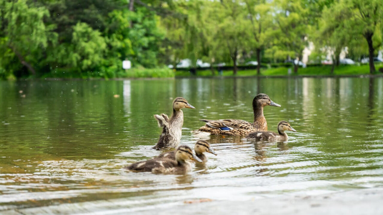 Enten in Parks sind nicht darauf angewiesen, dass Menschen sie füttern.