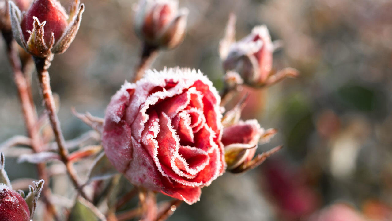 Die wichtigste Maßnahme, um Rosen im Winter zu schützen, ist der Schutz der Veredelungsstelle.