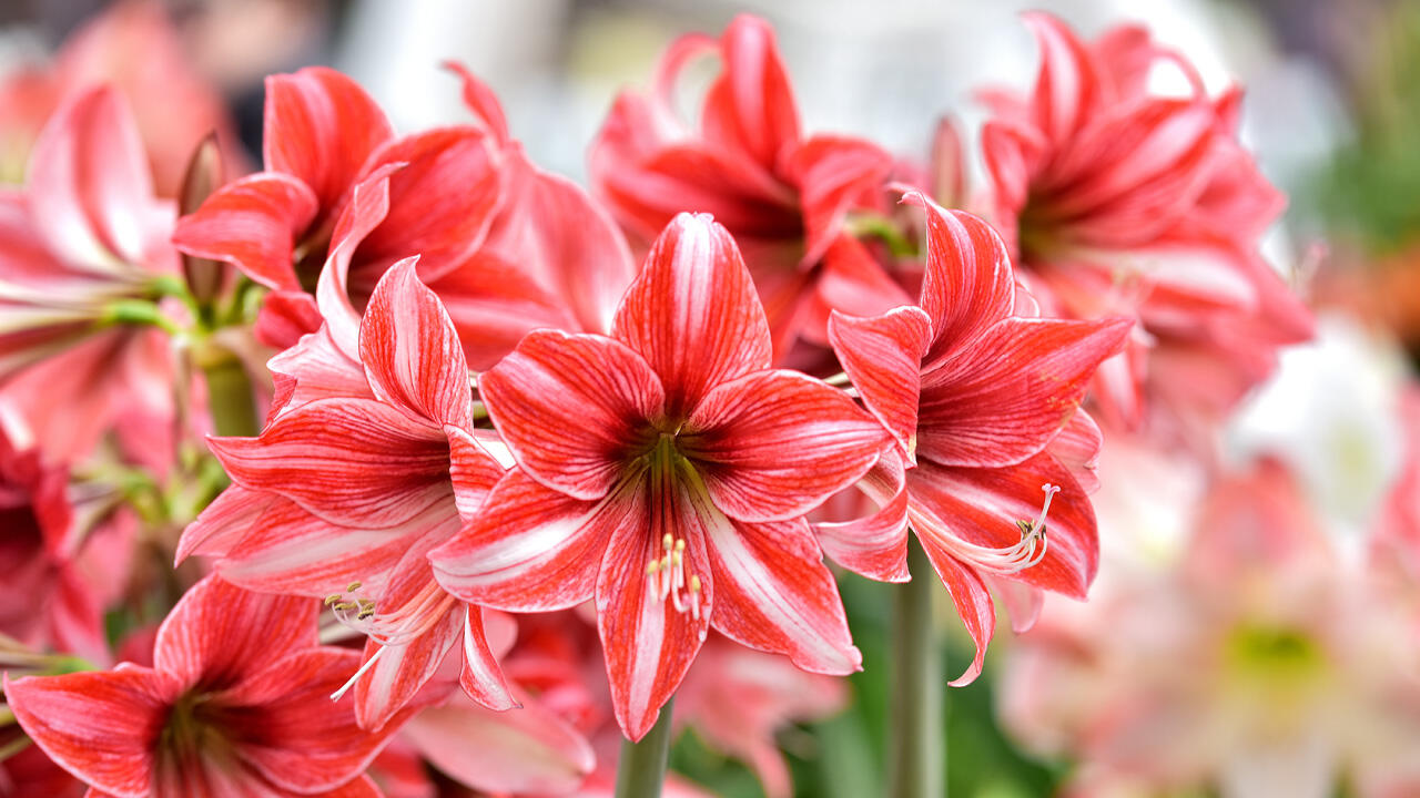 Die Amaryllis gibt es in vielen Farben.