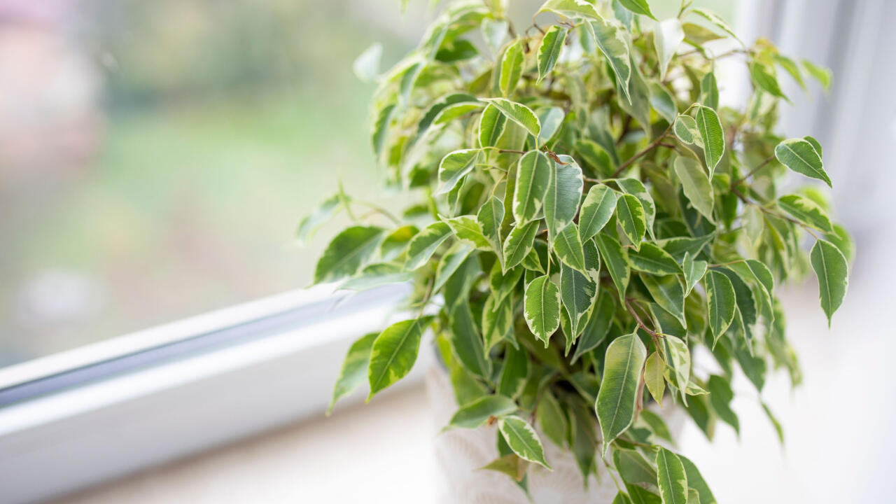 Ein Ficus macht es sich auf der Fensterbank bequem.