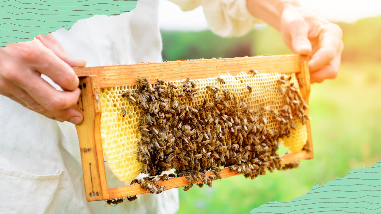 Nachhaltige Geschenke: Bienenpatenschaften werden immer beliebter.