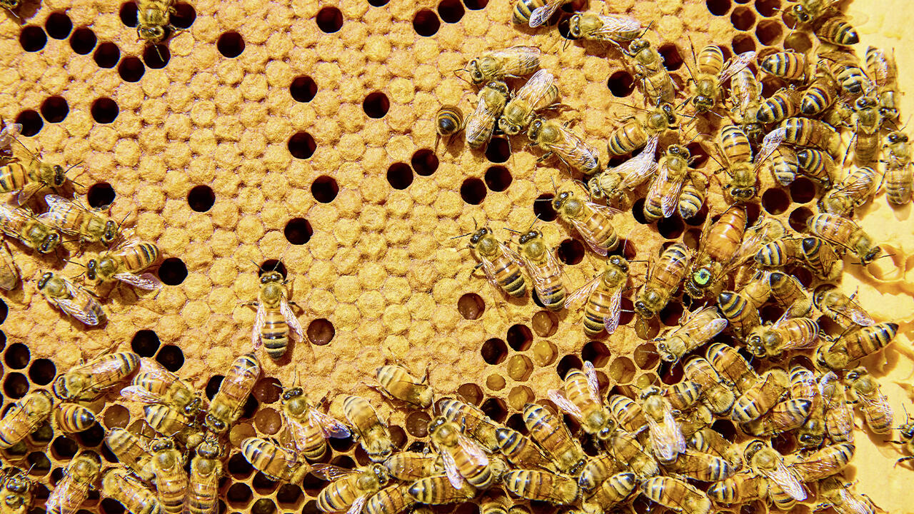 Bienen werden oft massenhaft gezüchtet, um Bienenwachs zu gewinnen.