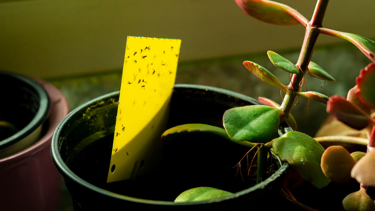 Gelbsticker kommen ohne Insektizide aus, an ihnen bleiben Trauermücken kleben und sterben.