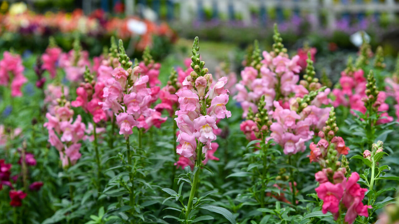 Viele Sommerblumen blühen früher, wenn sie frühzeitig ausgesät werden.