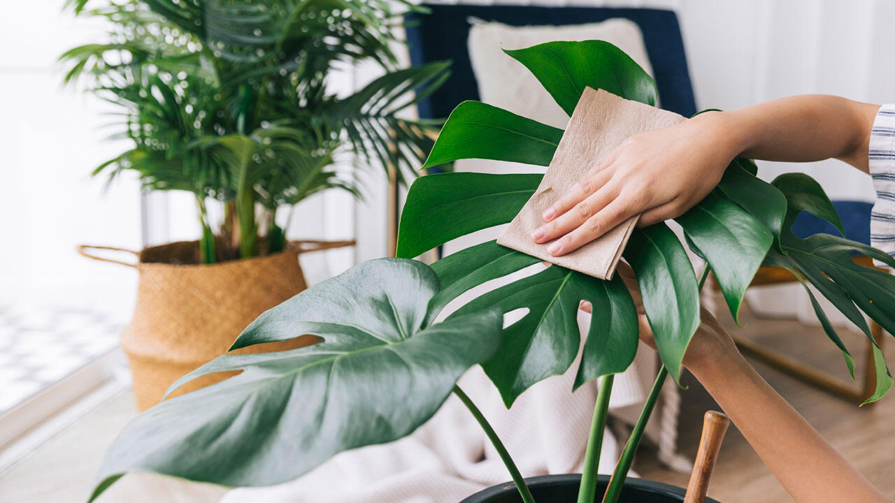 Ihre Monstera sollten Sie regelmäßig mit einem weichen Tuch oder feuchten Schwammtuch abstauben.