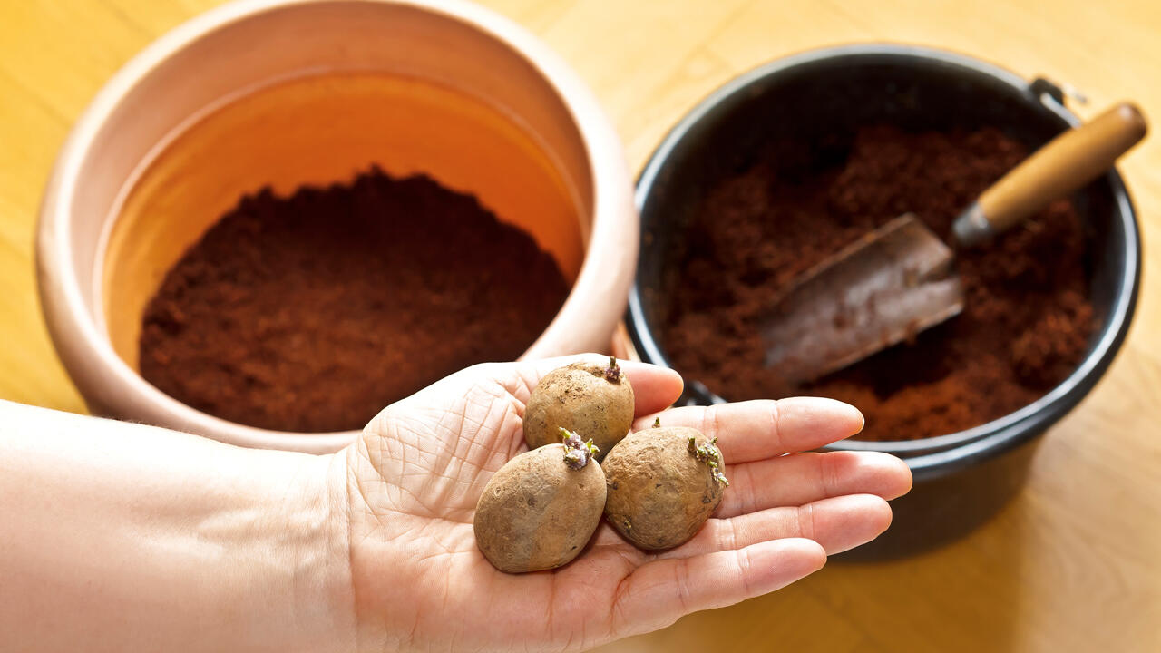 Kartoffelanbau im Blumentopf: Für Kinder ein tolles Experiment!