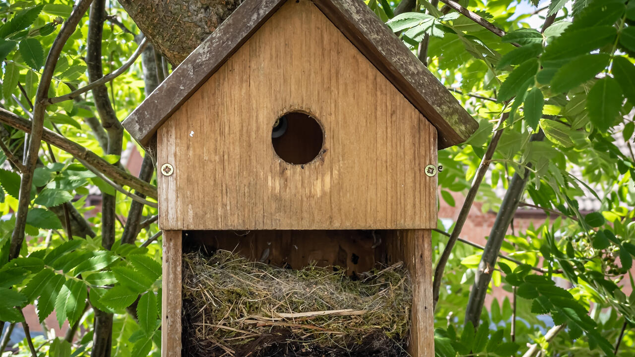 Um brütende Vögel und Wintergäste nicht zu stören, dürfen Sie den Nistkasten nur im frühen Herbst und zum Winterende säubern.