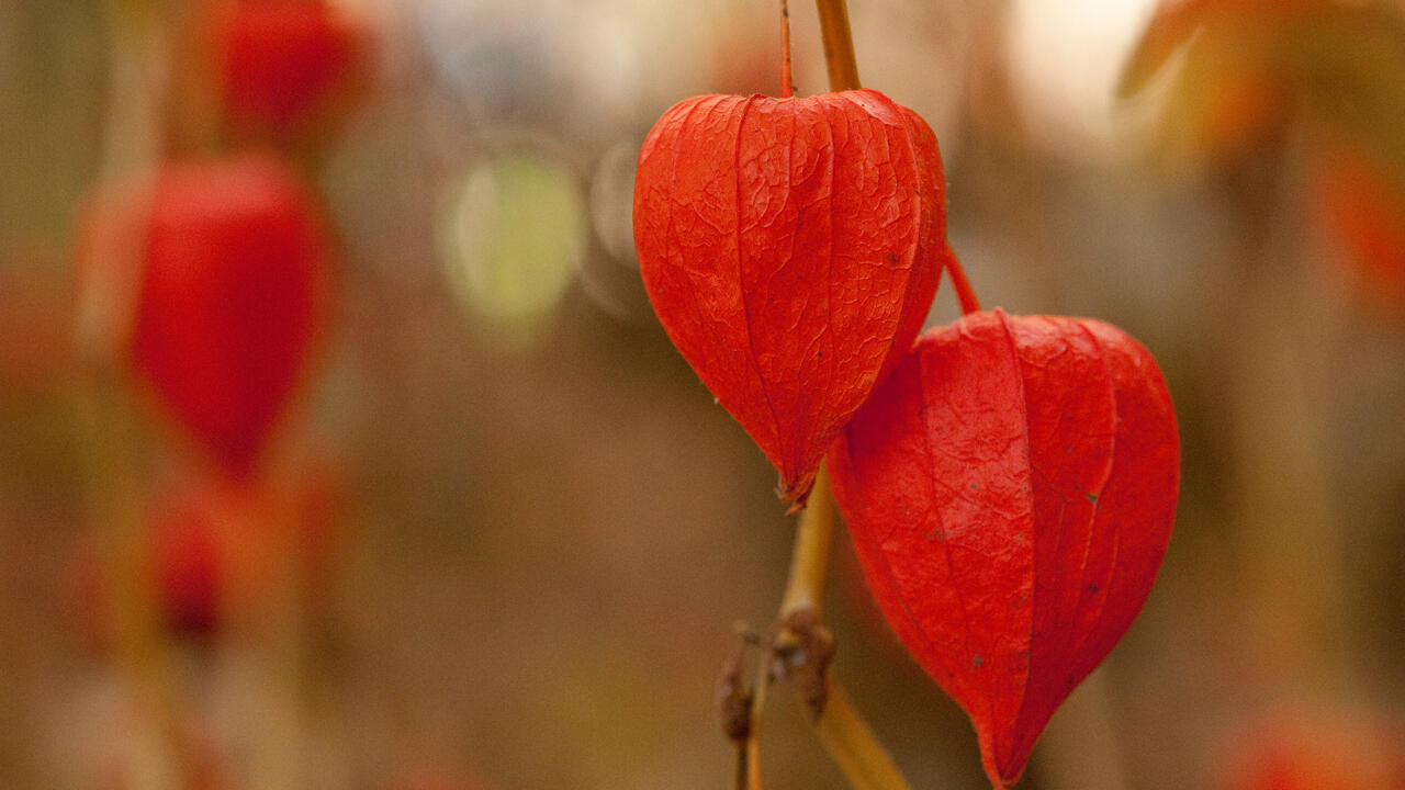 Verwandt mit der essbaren Andenbeere: Die Früchte der Lampionblume (Physalis alkekengi) sind allerdings giftig. 