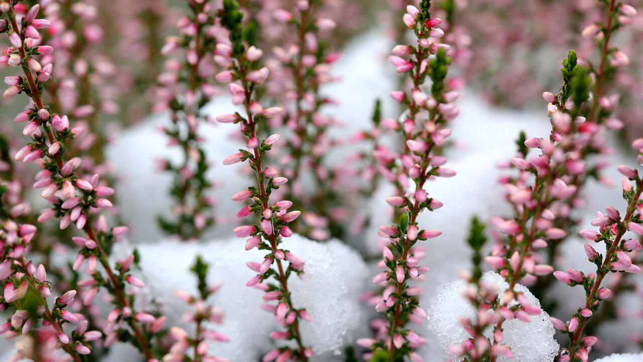 Schneeheide