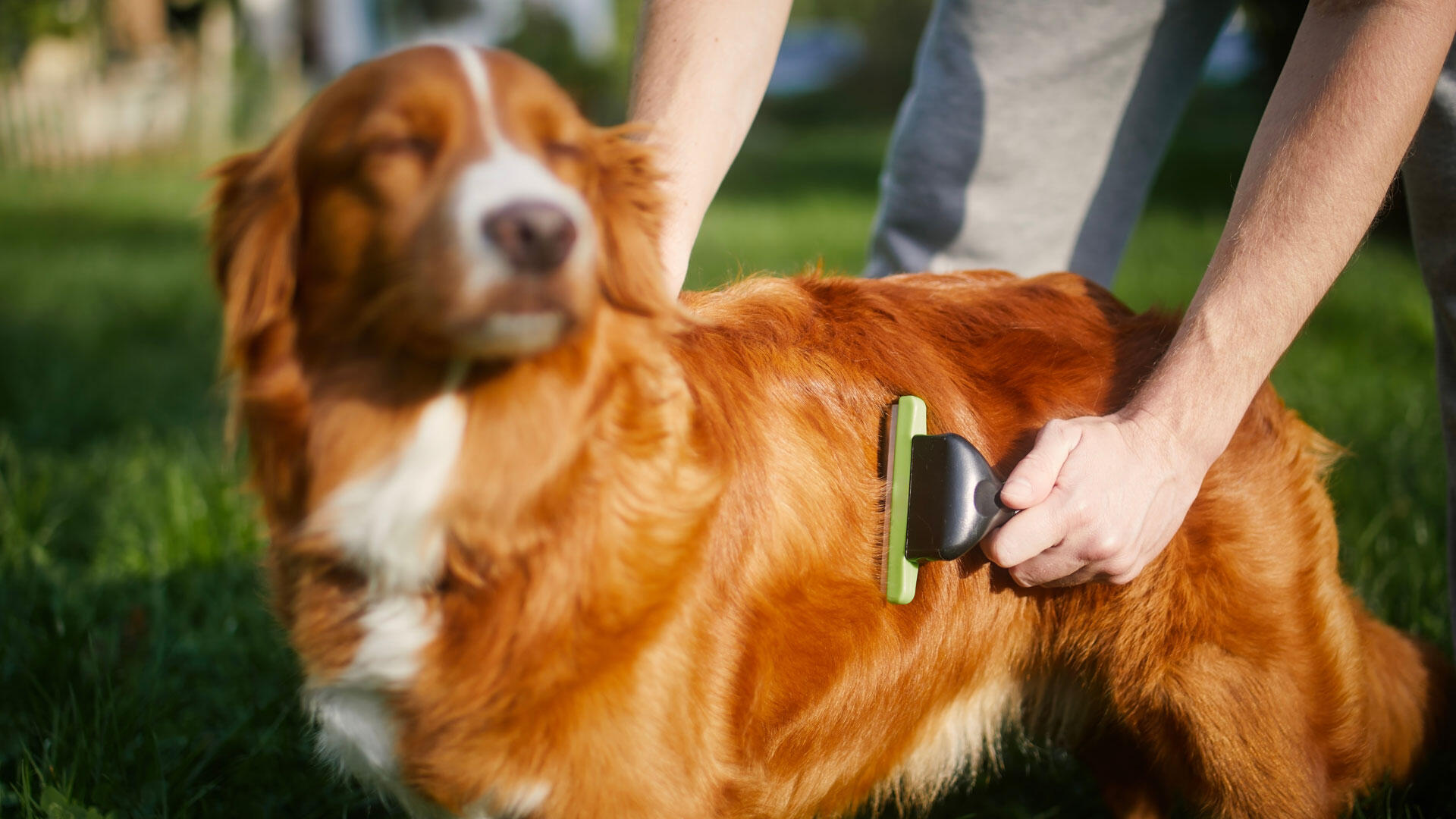 Ausgekämmte Hundehaare sollte man nicht draußen liegen lassen.