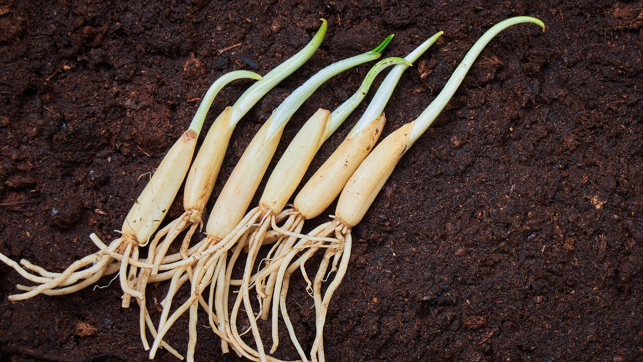 Bärlauch können Sie als Jungpflanze im Gartenfachhandel kaufen und in den Garten pflanzen.