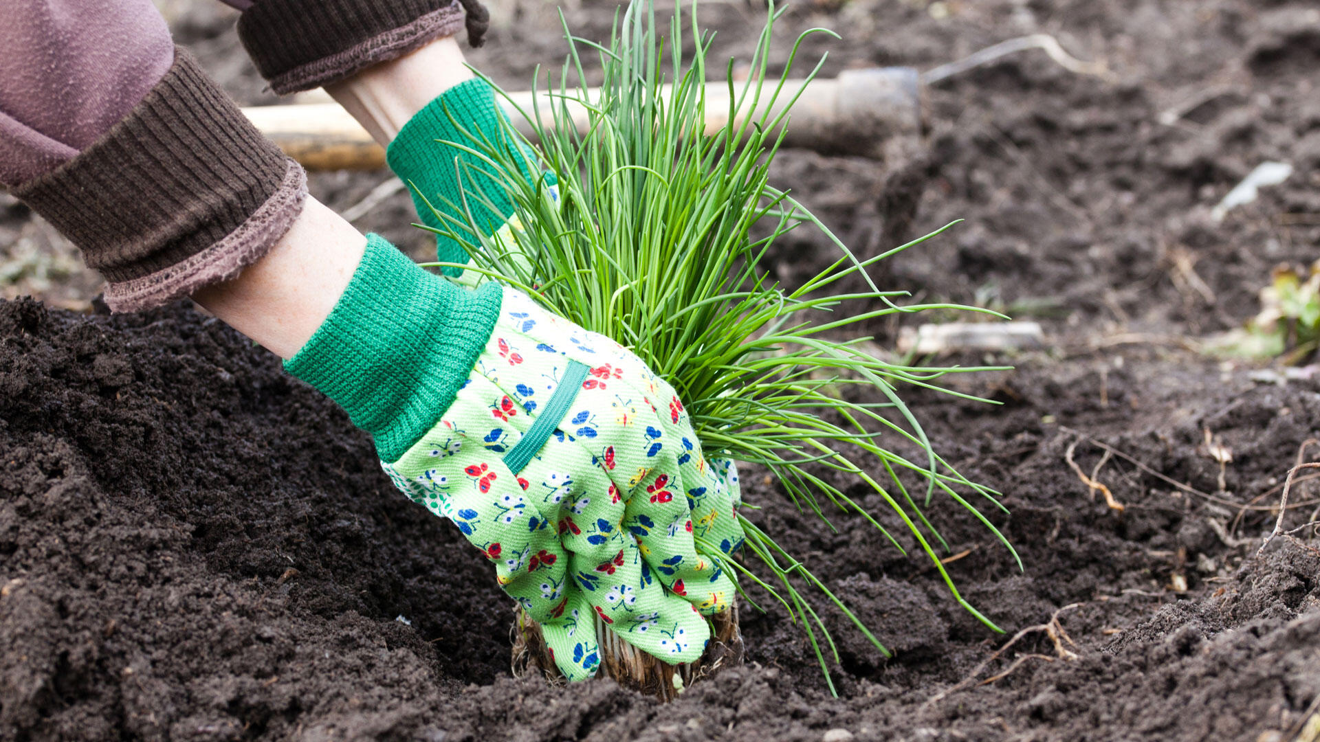 Wer Jungpflanzen kauft und in den Garten oder Topf setzt, kann sofort Schnittlauch ernten.