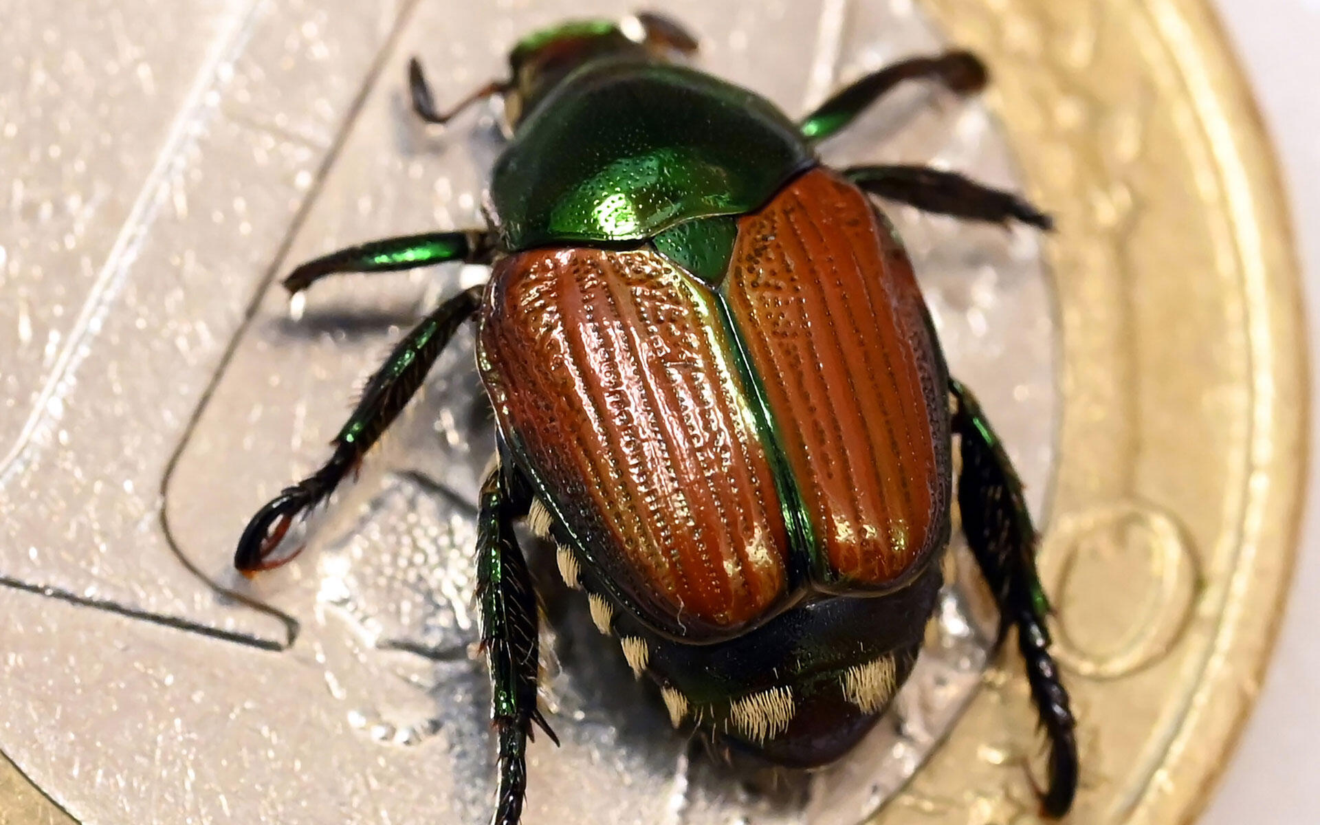 Wer diesen Käfer entdeckt, sollte genau hinschauen: Grünschimmernd, braune Flügel und weiße Haarbüschel – das ist der Japankäfer. Wer diesen Käfer entdeckt, sollte genau hinschauen: Grünschimmernd, braune Flügel und weiße Haarbüschel – das ist der Japankäfer.