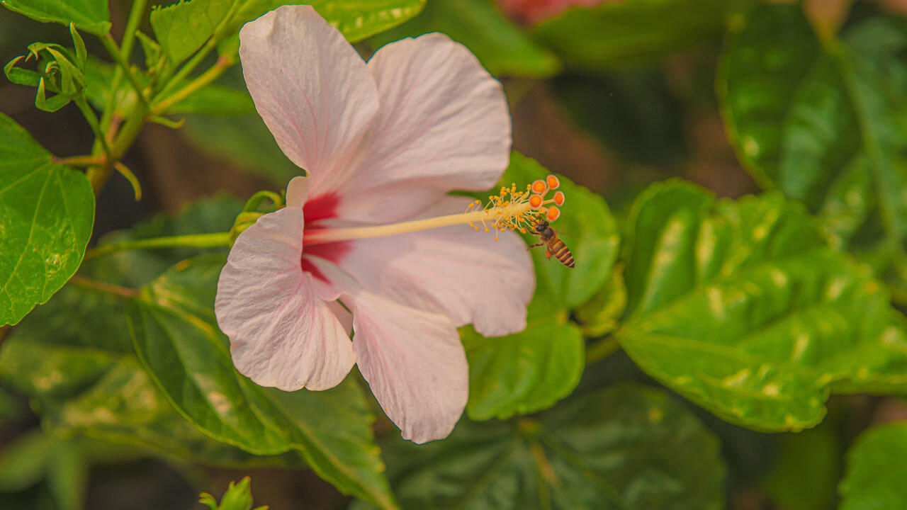 Hibiskus bietet Insekten viel Pollen. Hibiskus bietet Insekten viel Pollen.