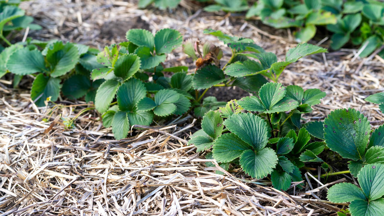 Stroh schützt die zarten Wurzeln der Erdbeerpflanzen im Winter vor der eisigen Kälte. Stroh schützt die zarten Wurzeln der Erdbeerpflanzen im Winter vor der eisigen Kälte.