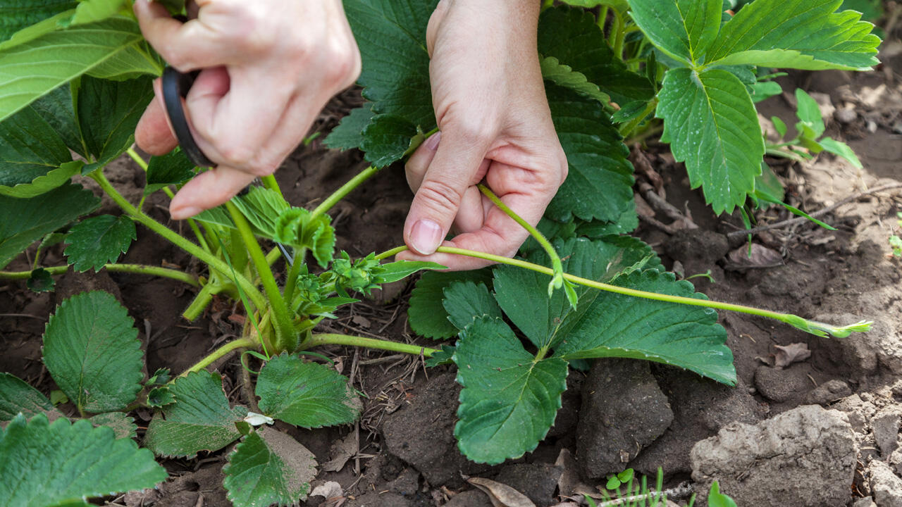 Einmaltragende Erdbeeren werden direkt nach der Ernte geschnitten. Einmaltragende Erdbeeren werden direkt nach der Ernte geschnitten.