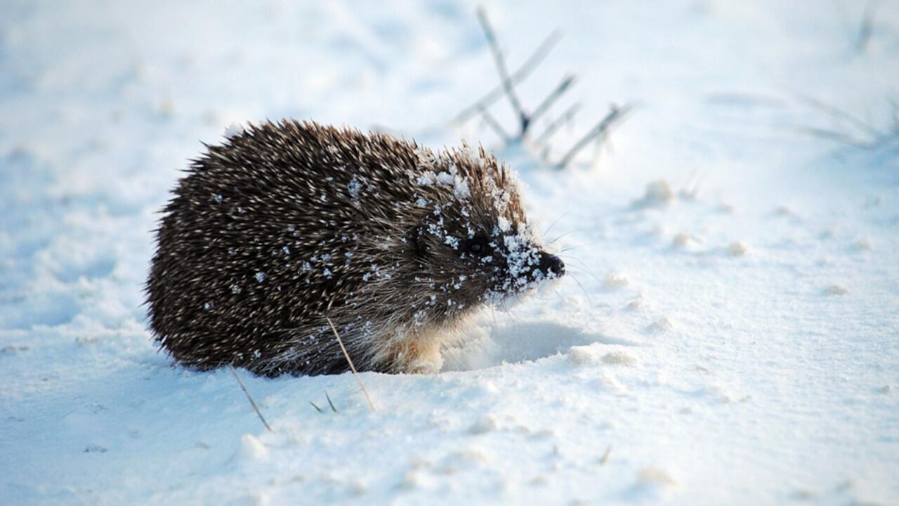 Igel im Garten: Was sollte man tun – und was nicht?