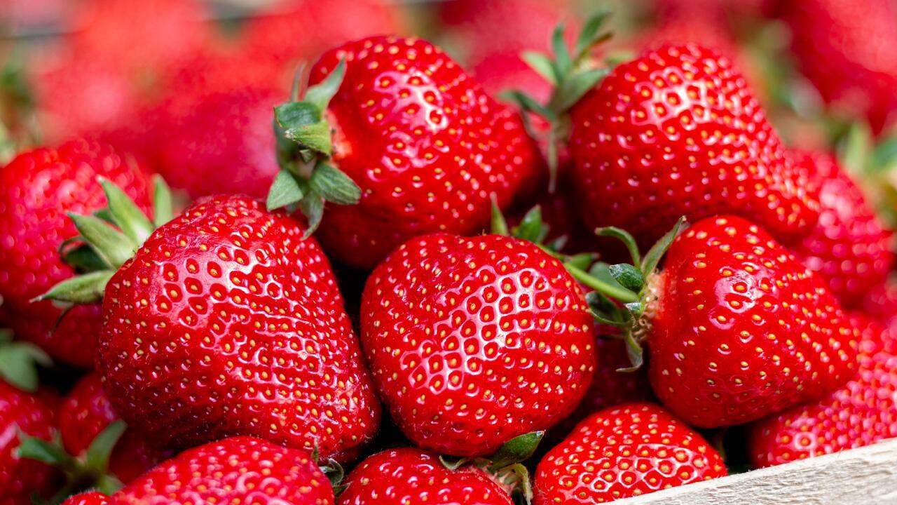 Erdbeeren richtig lagern: Mit diesen Tipps bleiben die süßen Früchte lange frisch