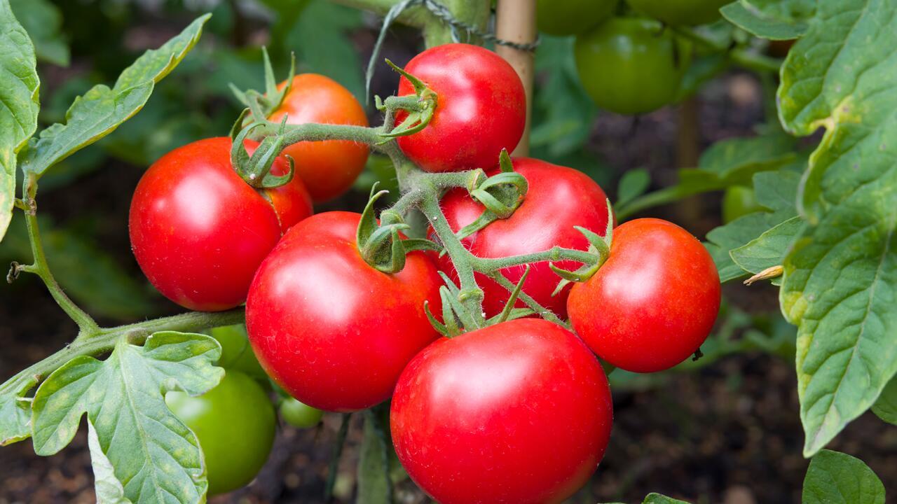 Tomaten anbauen: Dieser "geizige" Trick sorgt für eine reiche Ernte