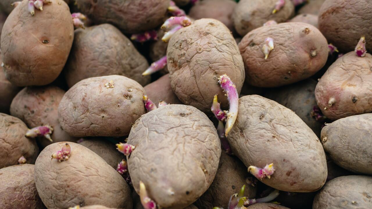 Keimende Kartoffeln: Wann man Kartoffeln noch essen kann