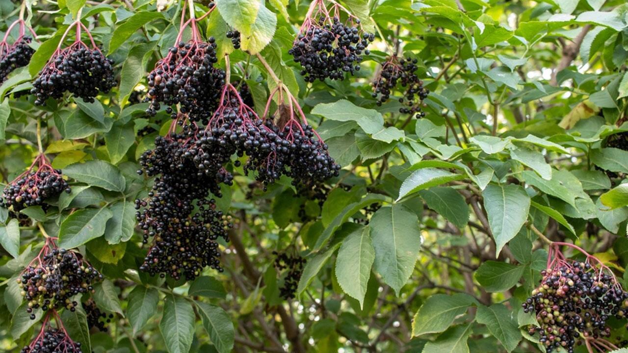 Sind Holunderbeeren giftig oder essbar?