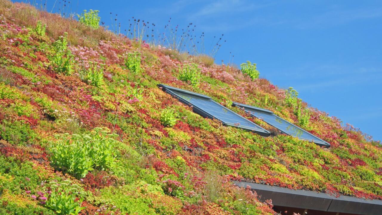 Dachbegrünung: Diese Vorteile haben Gründächer für Gebäude, Bewohner und Klima