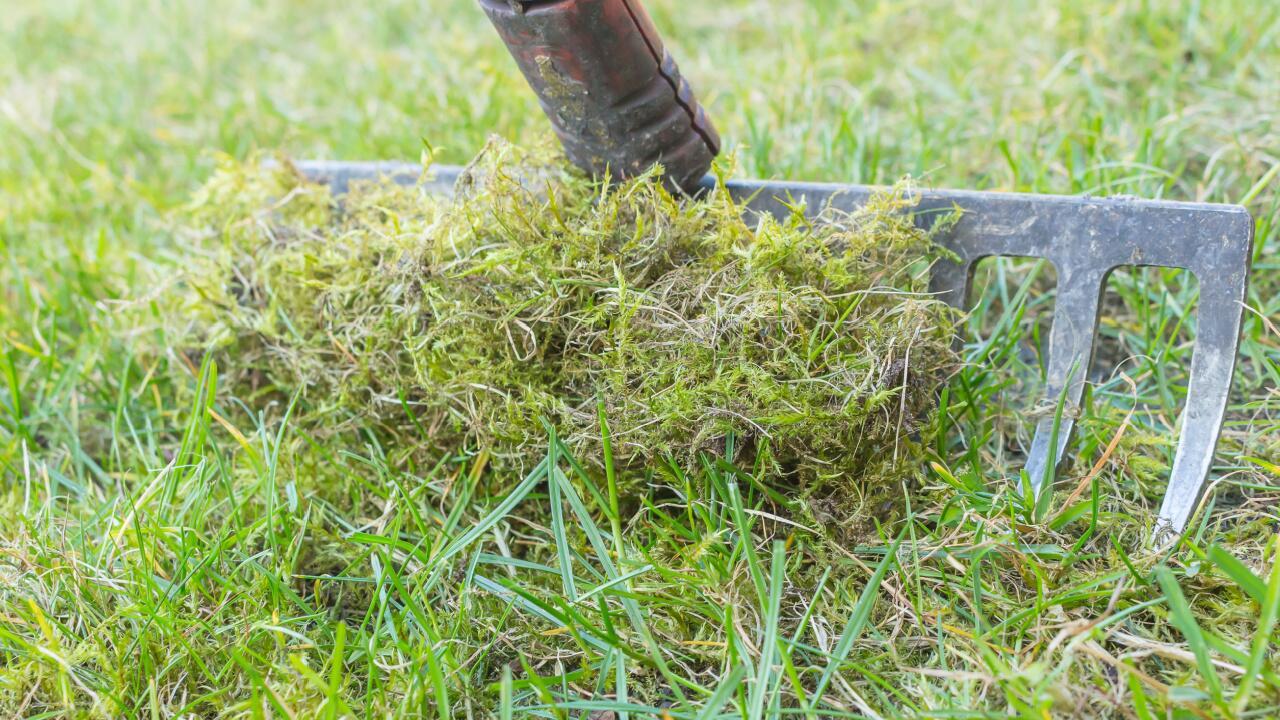 Moos aus dem Rasen entfernen: Diese Tipps helfen
