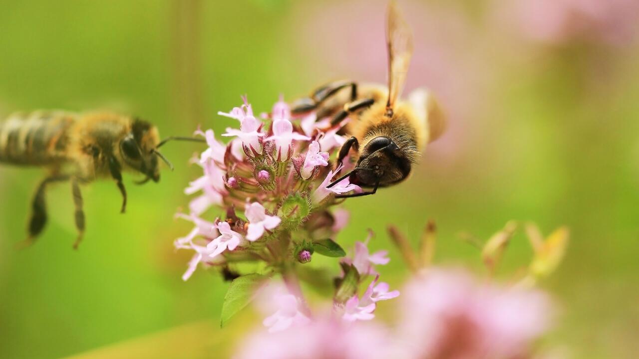 5 Garten-Kräuter, die uns schmecken – aber auch den Bienen