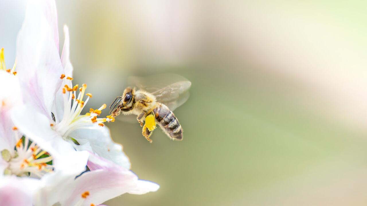 Honigbienen & Wildbienen helfen: 12 Tipps